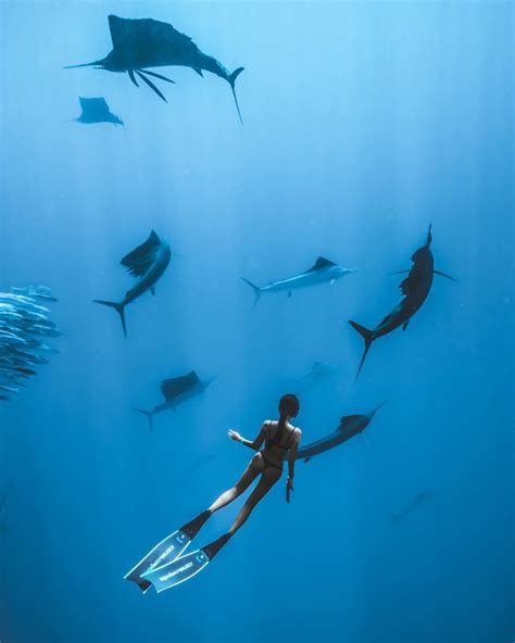 Sailfish In 2020 Underwater Photography Travel Photography Instagram