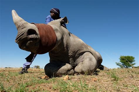 Rhino Horn Trade Revives Thanks To Social Media Caixin Global