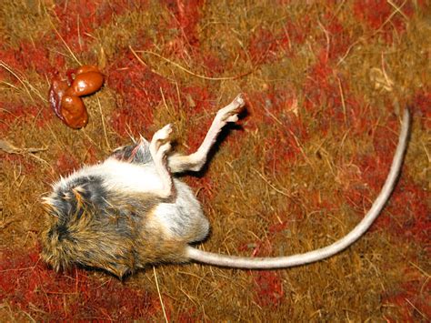 Dead Mice Flickr