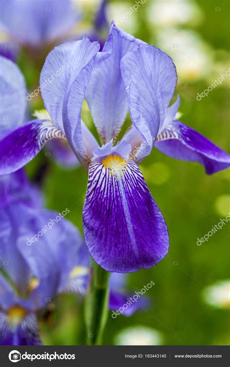 Blue Iris Flower Close Up Outdoors — Stock Photo