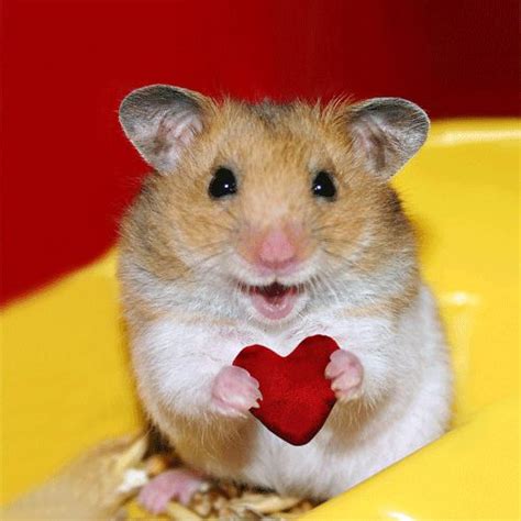 Funny Hamster With Heart สัตว์สวยงาม สัตว์น่ารัก รูปสัตว์ขำๆ
