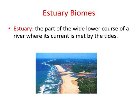 Ppt Estuary Biomes By Sarah Stark And Emily Mcmaster Powerpoint
