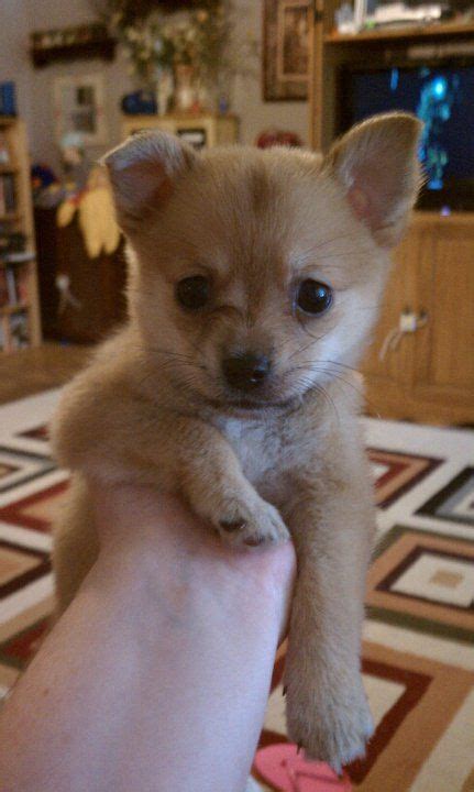 Cleo My Pomchi Pomeranian Chihuahua Mix About 8 Wks Old