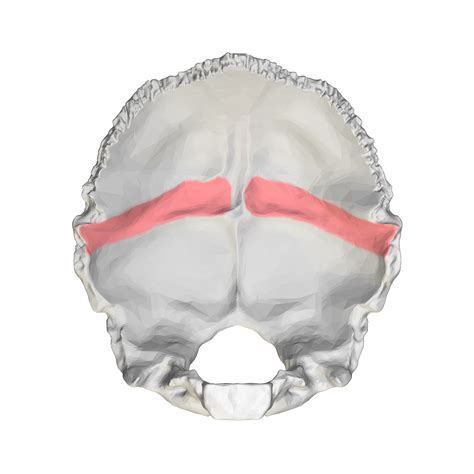 Fileoccipital Bone Groove For Transverse Sinus Close Uppng