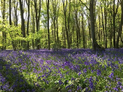 18 Stunning Bluebell Woods In Hertfordshire 2023 Smudged Postcard