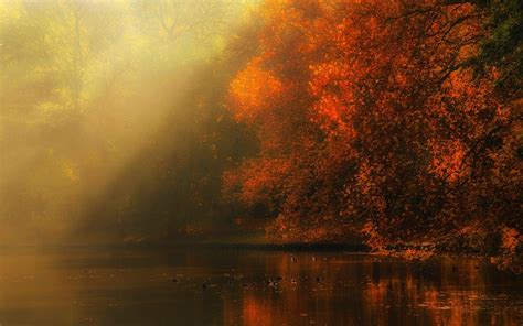 Nature Landscape River Forest Fall Mist Sun Rays