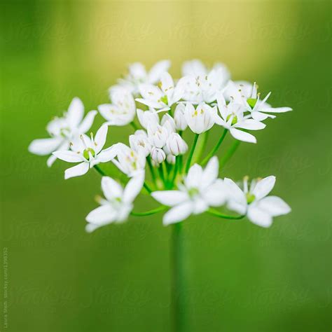 Close Up Of Tiny White Flower Cluster In Bloom By Laura Stolfi For