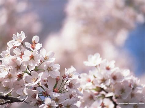 Japan Cherry Blossom Desktop Wallpaper Blossoms Wallpapersafari