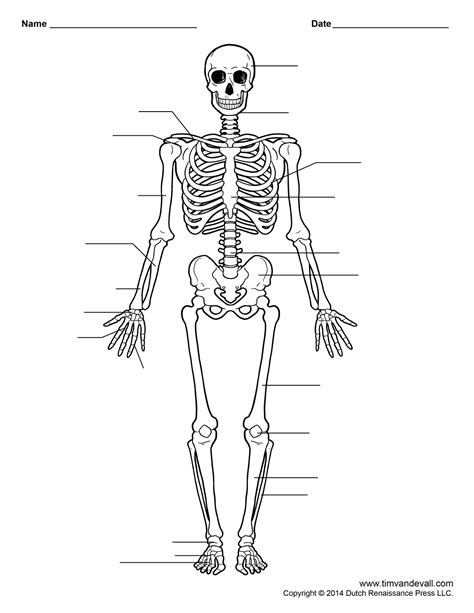 Human Skeleton Worksheets