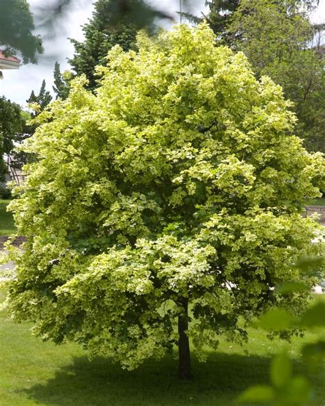 Fast Growing Trees Hgtv Best Shade Trees Shade Trees Fast Growing