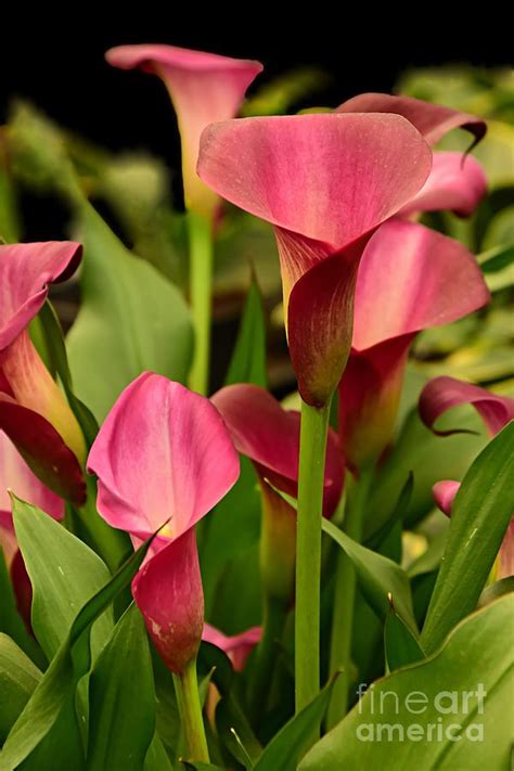 The Pink Calla Lily Photograph By Debbie Green