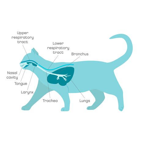 Cat Flu Treatment And Symptoms Joii Pet Care