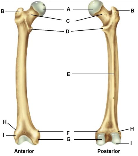 A typical long bone shows the gross anatomical characteristics of bone. Bones - Biology Core Curriculum 10130 with Mc Nulty at ...