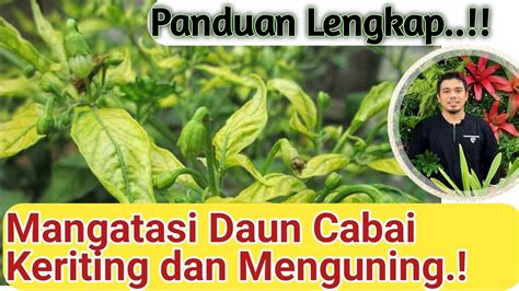 Cara Mengatasi Daun Keriting Pada Cabai Tomat Terong Dan Tanaman