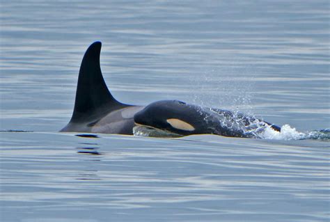 Watch J Pod Orcas Form A Sleeping Line While Newest Calf Romps During