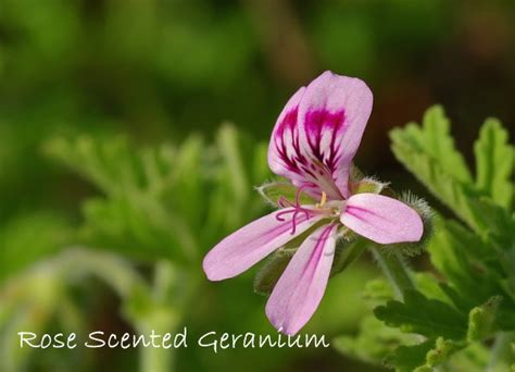 Scented Geranium Care How To Grow These Fragrant Plants Indoors