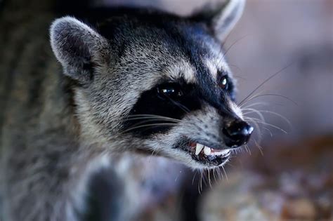 Premium Photo Wild Nosoha American Raccoon Animal In The Wild