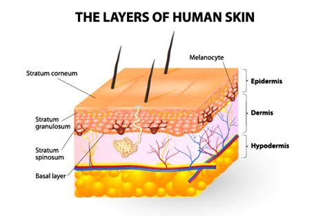 Find the perfect human skin texture stock photos and editorial news pictures from getty images. Let me get under your skin - Michele Duke