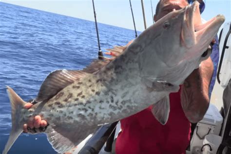 Monster Amberjack And Grouper On Hubbards Marina Party Boat