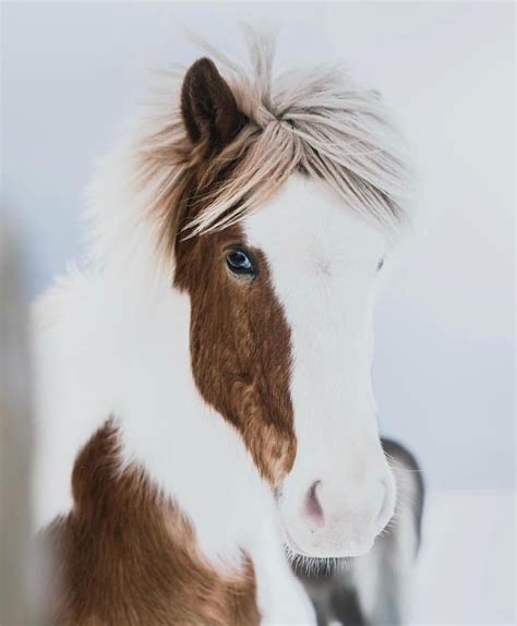 Horses Of Iceland On Instagram “beauty Lies In The Eye Of The Beholder