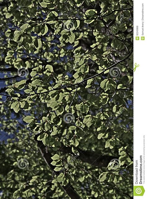 Foliage Of Beech Tree In Spring Stock Photo Image Of Angiosperms