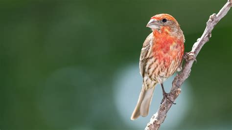 Top 20 Backyard Birds In North Carolina Free Identification Printable