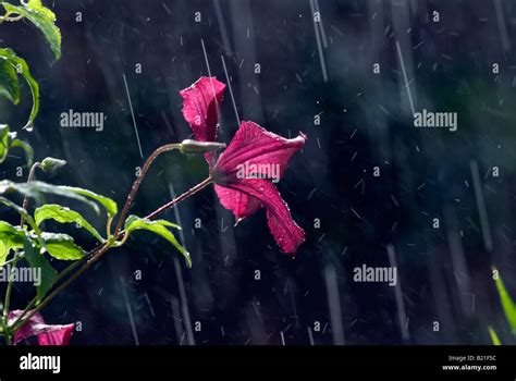 Summer Rain Shower Hi Res Stock Photography And Images Alamy