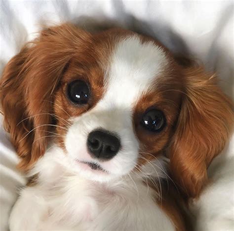 This Small Cavalier Aww King Charles Cavalier Spaniel Puppy
