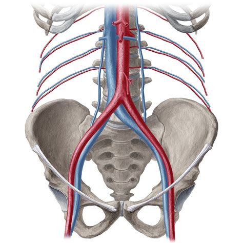 Blood Vessels Of The Abdomen And Pelvis Anatomy Study Guide Kenhub