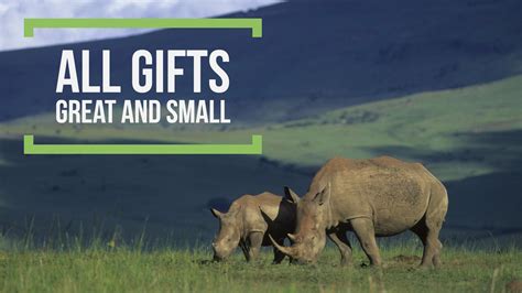 All Ts Great And Small International Rhino Foundation