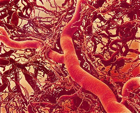 Blood Vessels Stock Image P2060223 Science Photo Library