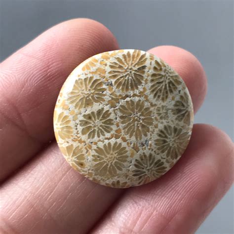 Beautiful Natural Fossil Coral Stone 23 X 23 Mm