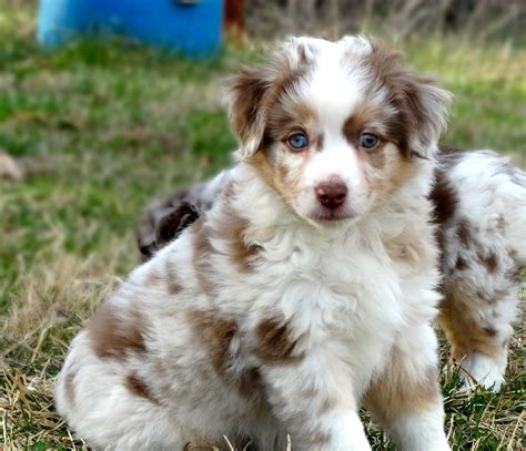 Toy Australian Shepherds Double H Toymini Farm