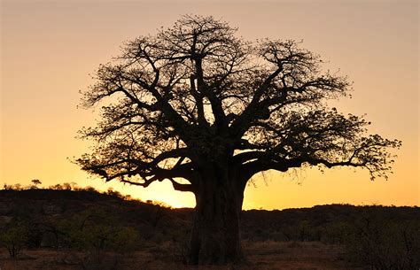 Mapungubwe National Park Travel Guide Map And More