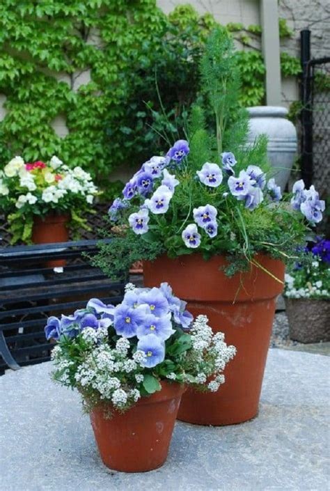 You don't want tall plants impeding your view across the table. Best Blue Flowers To Grow In Containers | Balcony Garden Web