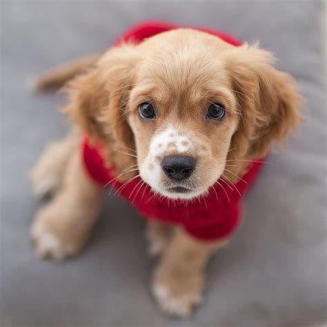 Spaniel mixes come in an amazing array of shapes, sizes and personalities. Cocker Spaniel Puppy