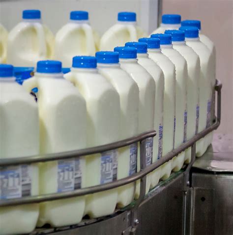 World Milk Day Dairy Australia