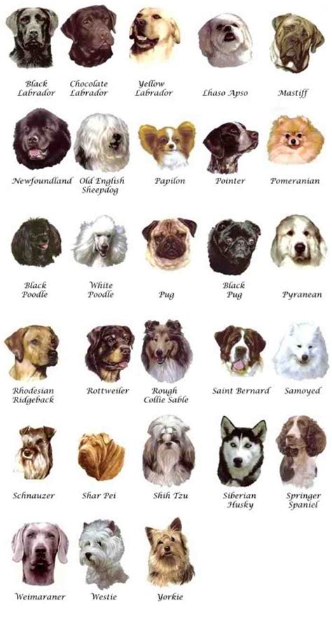 Bird Dog Breeds Chart