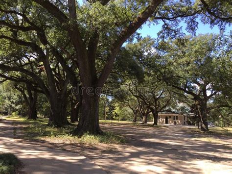 Large Oak Trees In New Orleans Stock Image Image Of Orleans Savannah