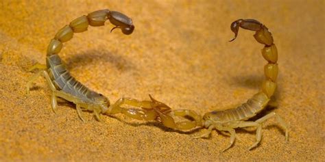 Escorpión Qué Es Tipos Reproducción Y Características