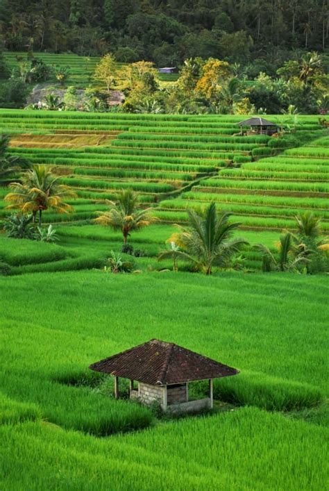 Top 13 Bali Rice Fields That You Should Not Miss