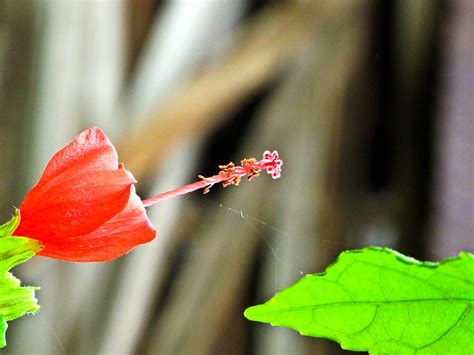Img 0735 Red Flower Bakeling Flickr