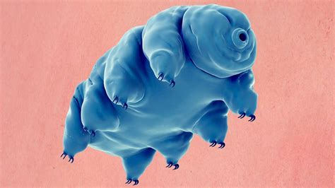 What Is A Water Bear Youtube