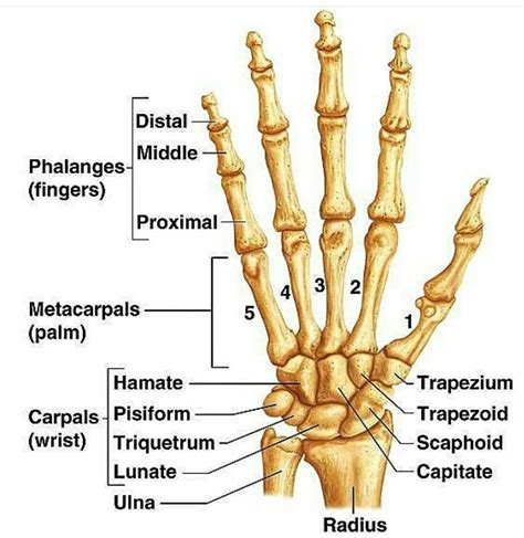 Human Skeleton Anatomy Human Body Anatomy Muscle Anatomy Hand Bone