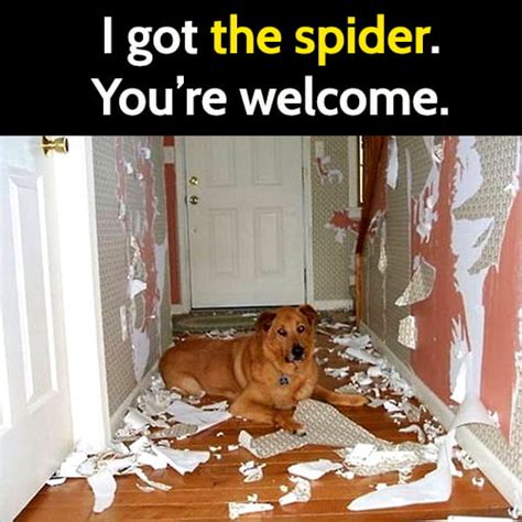 15 Hilarious Animal Memes To Brighten Your Day Bouncy Mustard