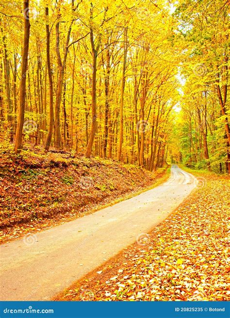 Pathway Stock Image Image Of Nature Colors Autumnal 20825235