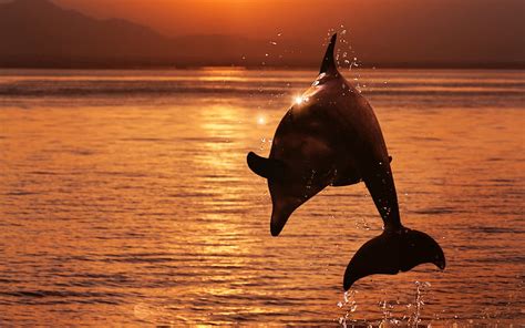 Dolphin Sea Sunset Evening Dolphin Jumping Over The Water Mammals