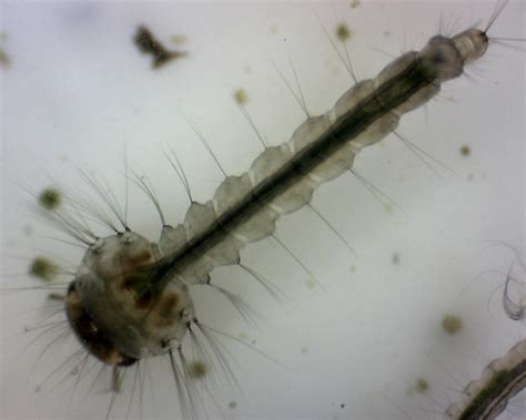 Filemosquito Larva 20090504