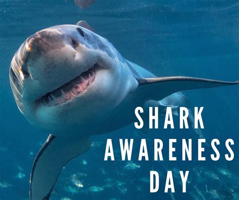 Happy 🦈 Shark Awareness Day 🦈 Dive Right In Scuba