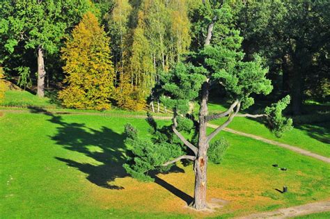 Aerial Vie Of An Very Old Pine Tree In The Meadow Stock Photo Image